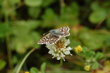 ailes et nature