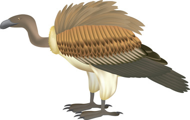 vulture