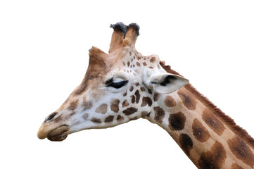 Giraffe isolated