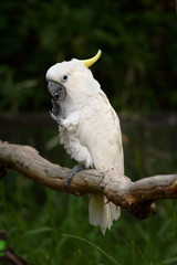 Yellow crested cockatoo