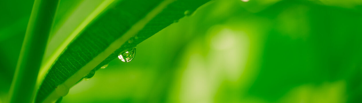 nature images serie - green nature horizontal banner