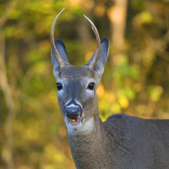 whitetail buck in autumn with corn in his mouth