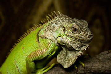 Lizard Iguana sitting on branch