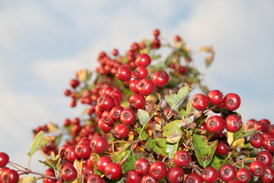 Mehlbeere