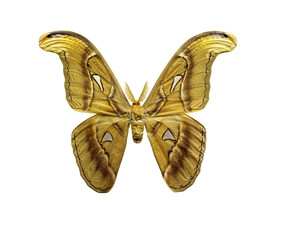 butterfly attacus atlas