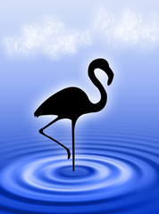 Fenicottero nell'acqua