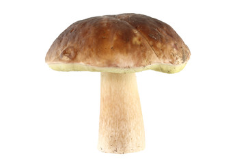 mushroom isolated