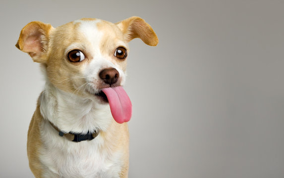 Little Chihuahua with Big Pink Tongue