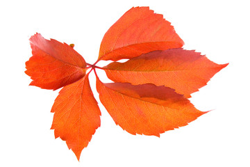 Leafage of wild grape on white background