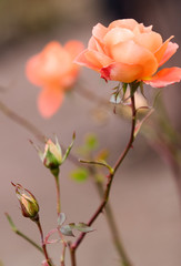 Orange Garden Rose in november