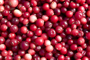 Cranberries background