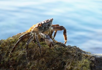 il granchio di mare
