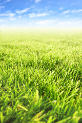 Field and sky, may be used as background