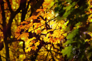 autumn yellow leaves