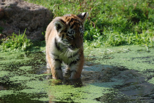 TIgre in acqua