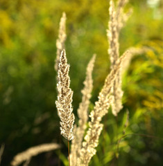 Wiesengräser