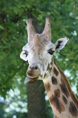 girafe