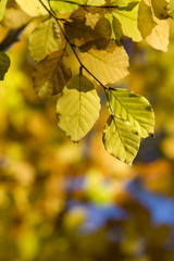 Abstract of yellow autumn leaves with copy space