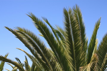 Palmenkrone