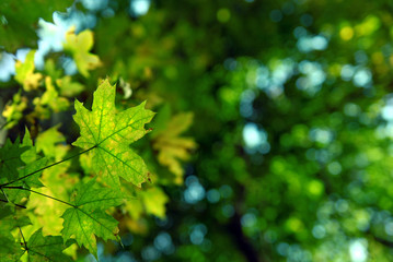 Fototapeta na wymiar green autumn leaves