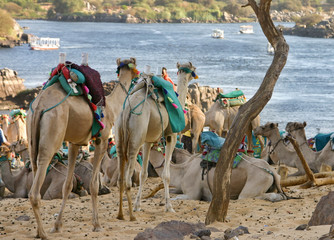 dromadaires au bord du Nil