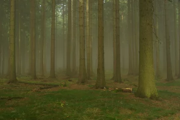  Wald im Nebel - forest in fog 24 © LianeM