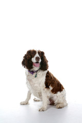 brown and white mixed breed dog on a high key background