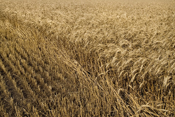 hayfield wheat background