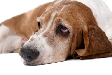 sad looking basset hound's face and nose