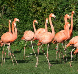 flamingo one-direction walk