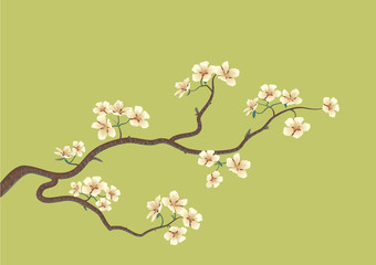 Fototapeta premium flowered sakura, japanese cherry tree