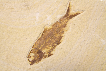 Fossil fish