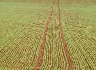 Growing winter wheat