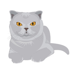 gray scottish-fold cat. Illustration