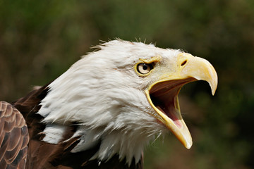 Aigle américain