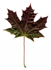 dark autumn maple leaf on white background
