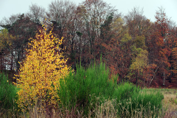 végatation d'automne