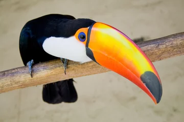 Selbstklebende Fototapeten Tukan Vogel © michaeljung