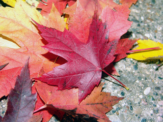 pile of autumn leaves