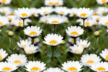 Camomiles. Circle
