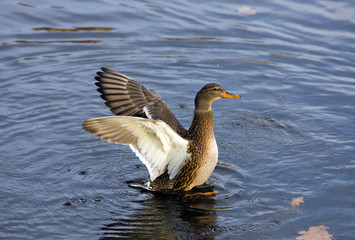 Duck shaking off water drops close up