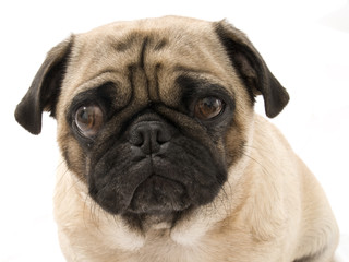 Obraz premium Lazy Eye Pug