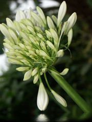 Obraz premium agapanthe