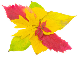 Beautiful autumn leaves isolated on a white background.