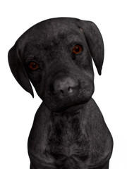 A cute labrador puppy isolated on white.