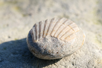 galet coquillage
