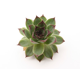 green housleek isolated on white