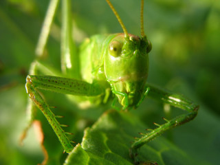 Grasshopper