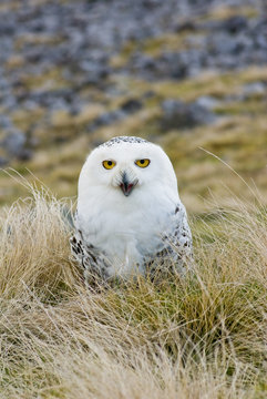 Snowy Owl on Moors (Portrait)