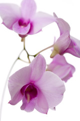 Fototapeta na wymiar Mehrere rosa Blüten von Orchidee